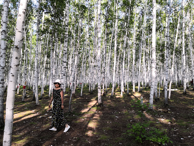 "白桦林景区占地面积近1000公顷，是距市区最近的一片原始森林之一_白桦林景区"的评论图片