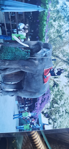 "妈妈的胆子很小，陪你骑在大象🐘上照了个像就怕的不得了，可是你真的很棒，你还想骑大象🐘走一圈..._野象谷"的评论图片