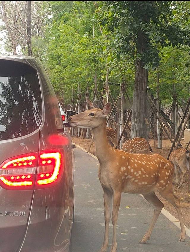 秦皇岛野生动物园