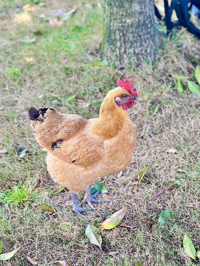 圣灯山森林公园