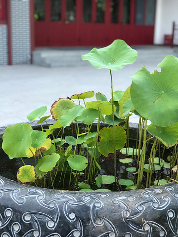 "园区很大，天气热呀，没有人能顶着热浪溜达，人很少。荷花正是好时节_园博园"的评论图片