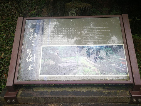 阿里山神木遗迹旅游景点图片