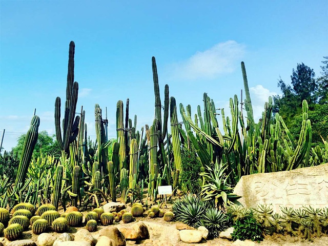 "在岛内最大的植物园感受热带雨林_厦门"的评论图片
