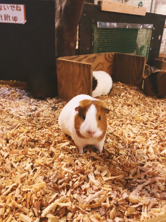 伊豆仙人掌动物园