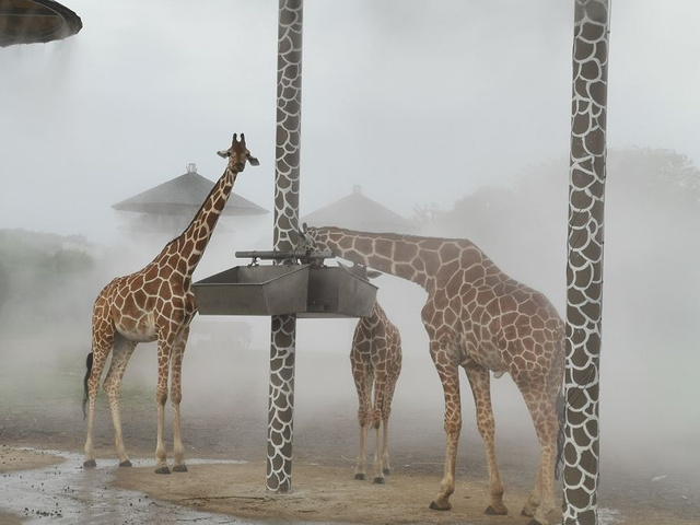 "宁波雅戈尔动物园 周末一日游之超棒的体验_宁波"的评论图片