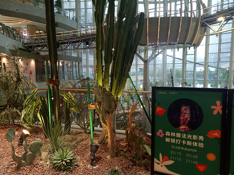 重庆光环购物公园室内植物园“沐光森林”旅游景点图片