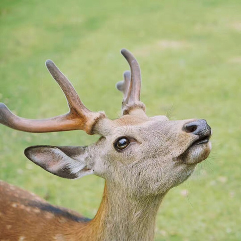 "刚下🚇的时候没有看到传说中遍地小鹿，但是随着人群走近奈良公园就发现草坪上真的全都是小鹿🦌，..._奈良公园"的评论图片
