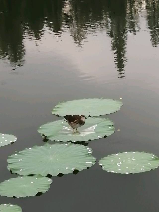 灵隐飞来峰景区