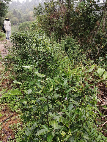 "走了一段路后，发现路上也种了茶树，沿路一排，真的很懂利用土地。《龙州媚》MV选对地方拍摄了_龙州县十八里铺农家乐饮食店"的评论图片