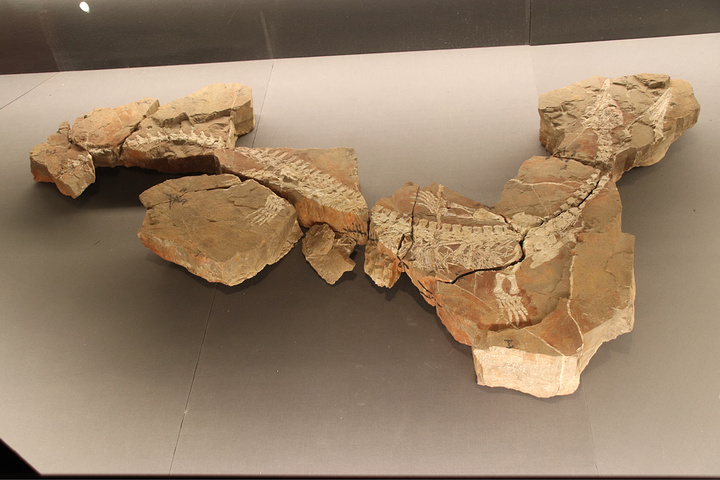 "恐龙化石，讲解老师说这种白骨的化石非常的珍贵，现在仅发现有两三块。贵州省博物馆的外观真的是炫酷_贵州省博物馆"的评论图片