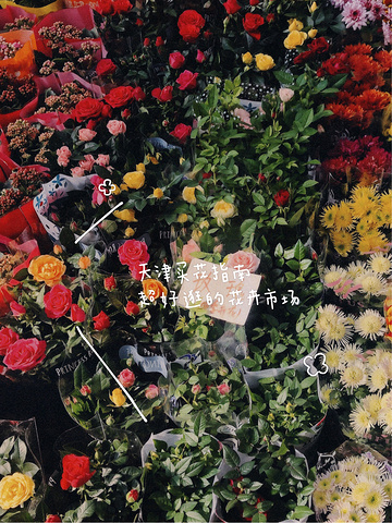 "天津买花指南|超好逛的花卉市场(*˘︶˘*)_曹庄花卉宠物市场"的评论图片