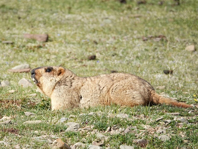 2020毛垭草原游玩攻略,叶二进藏day5|肥嘟嘟的土拨鼠.【去哪儿攻略】