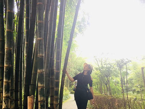望江楼公园旅游景点图片