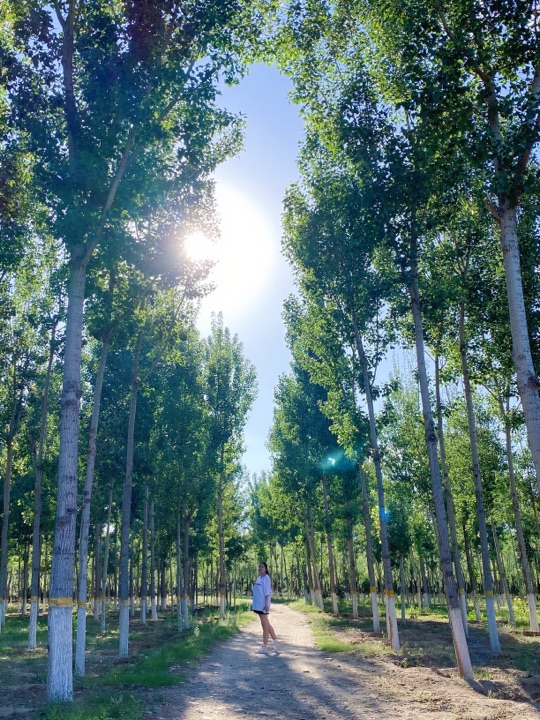 昌平七孔桥花海