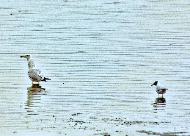 玛纳斯湿地公园