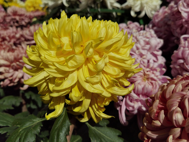 的各色小菊田还在盛放的月季北京植物园菊花展开始了爱瑜传说0篇点评