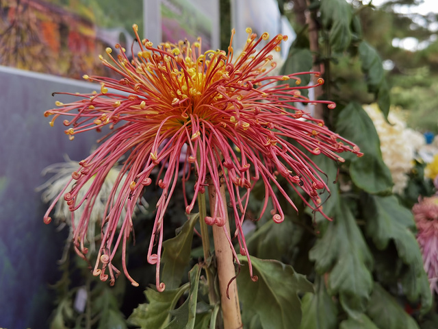 抓紧时间哦目前花田中的小菊花还有很待开放植物园中的各色小菊田还在