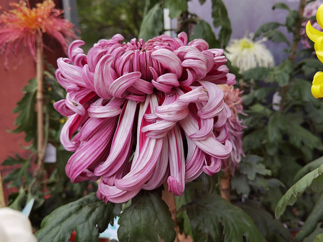 抓紧时间哦目前花田中的小菊花还有很待开放植物园中的各色小菊田还在