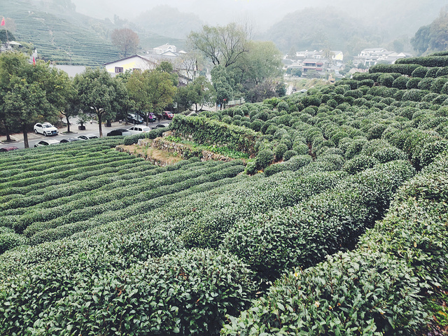 "龙井村，距离西湖不远，因盛产龙井茶而闻名于世。这座小山村，四面环山被一片片茶园所包裹_龙井村"的评论图片
