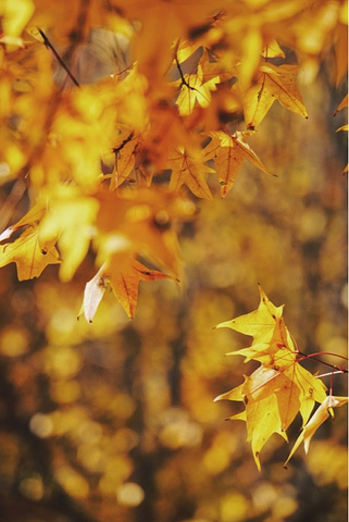 "秋天的奥森公园  一片秋色_北京"的评论图片