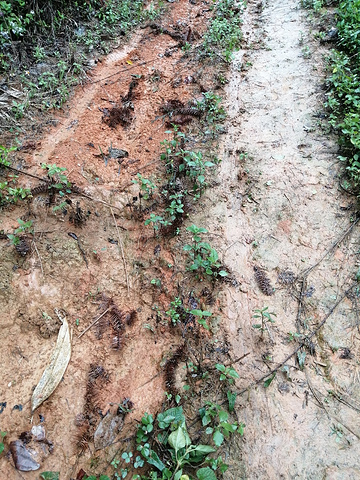 "走了一段路后，发现路上也种了茶树，沿路一排，真的很懂利用土地。《龙州媚》MV选对地方拍摄了_龙州县十八里铺农家乐饮食店"的评论图片