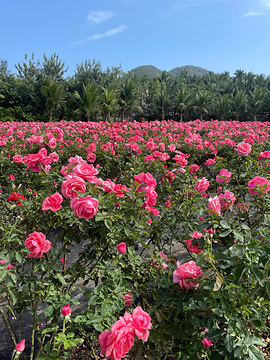 亚龙湾国际玫瑰谷旅游景点攻略图