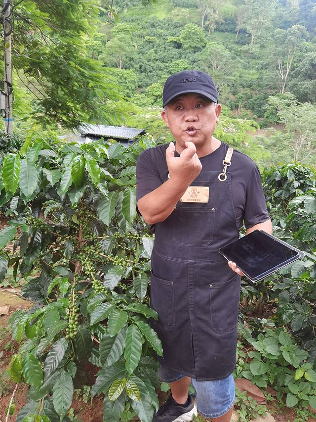 小凹子咖啡庄园