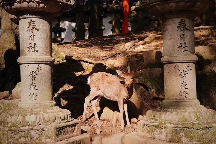 "...一座神社，旧称为春日神社，是所有前来奈良游玩的游客必须来的地方，可算是奈良的一个网红拍照打卡地_春日大社"的评论图片