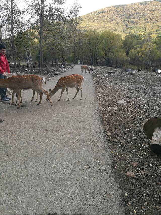 阿尔山奥伦布坎景区