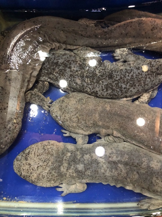 霞山水产品批发市场(汉口路)