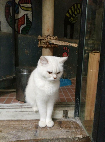 "厦门猫咪博物馆，据说是海峡两岸唯一的一家猫咪博物馆_厦门猫咪博物馆(思明南路店)"的评论图片