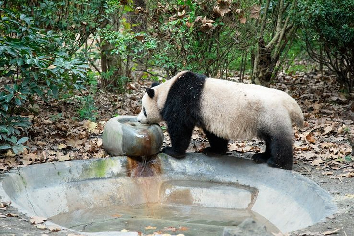 "成都必打卡-大熊猫繁育研究基地_成都"的评论图片
