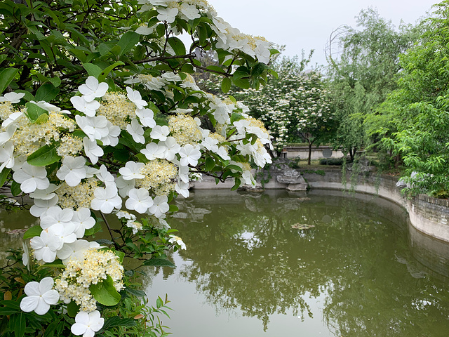 游客很少门票75琼花盛开时很值得来看一下飘落的琼花也很美扬州第一