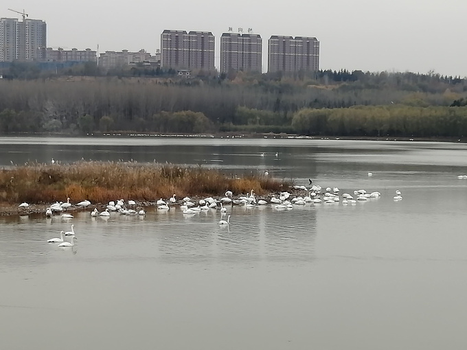 三门峡城建苗圃图片