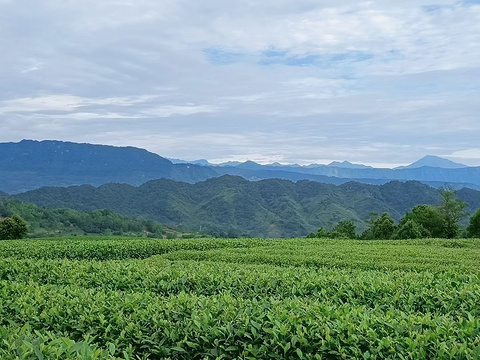 蒙顶山旅游景点攻略图