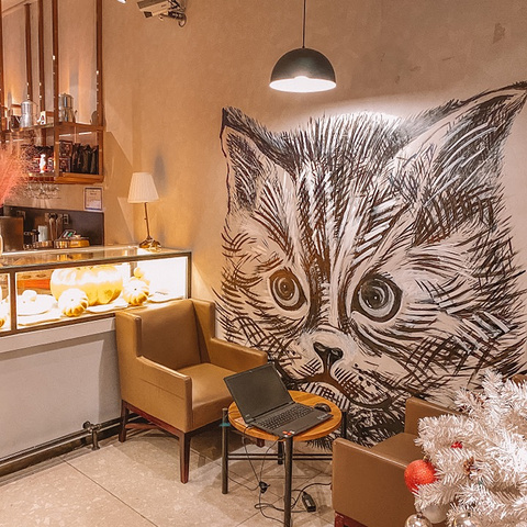 "咖啡厅 | 传媒大学里也开了家高颜值猫咖_北京"的评论图片