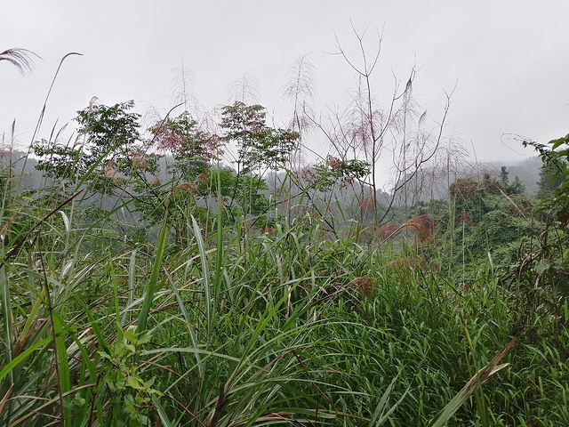 "走了一段路后，发现路上也种了茶树，沿路一排，真的很懂利用土地。《龙州媚》MV选对地方拍摄了_龙州县十八里铺农家乐饮食店"的评论图片