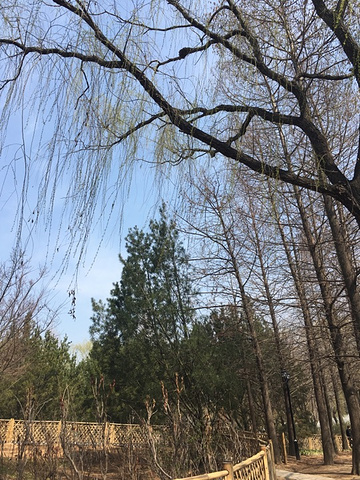 "青岛市城阳区世纪公园：景色非常美，绿植都复苏了，梅花、山茶花都开了，塑胶跑道去年也换新了，每周..._世纪公园"的评论图片