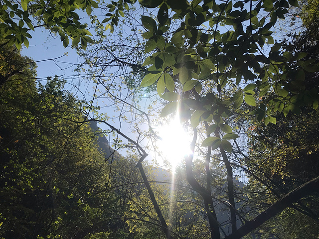 "早上的天生桥有点冷，带着孩子全场走下来一个小时的样子，森林氧吧，感觉整个身体都轻盈了_天生桥"的评论图片