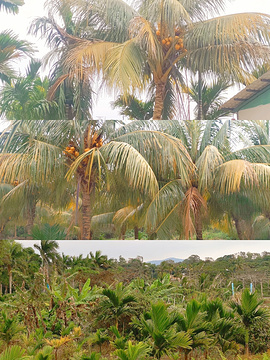 稻香椰子鸡田园椰林餐厅旅游景点攻略图