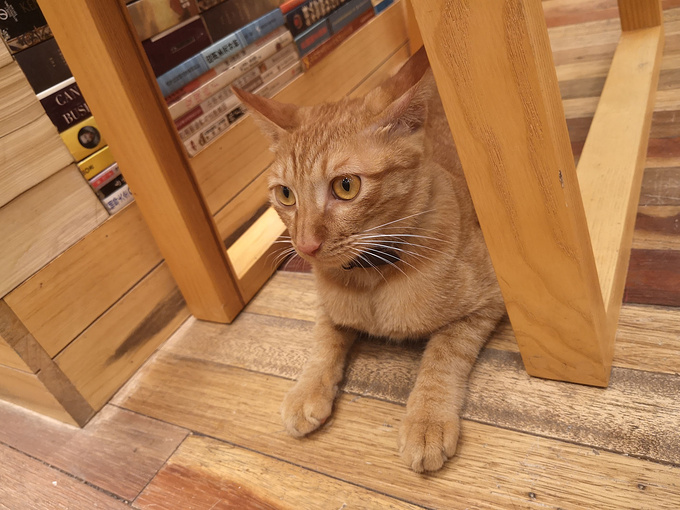 猫的天空之城概念书店(阳朔益田西街店)图片