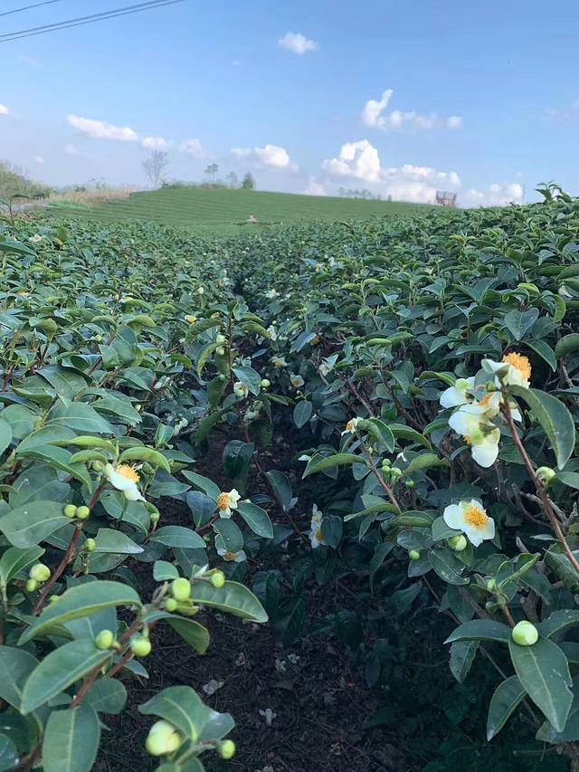 大明山万古茶园