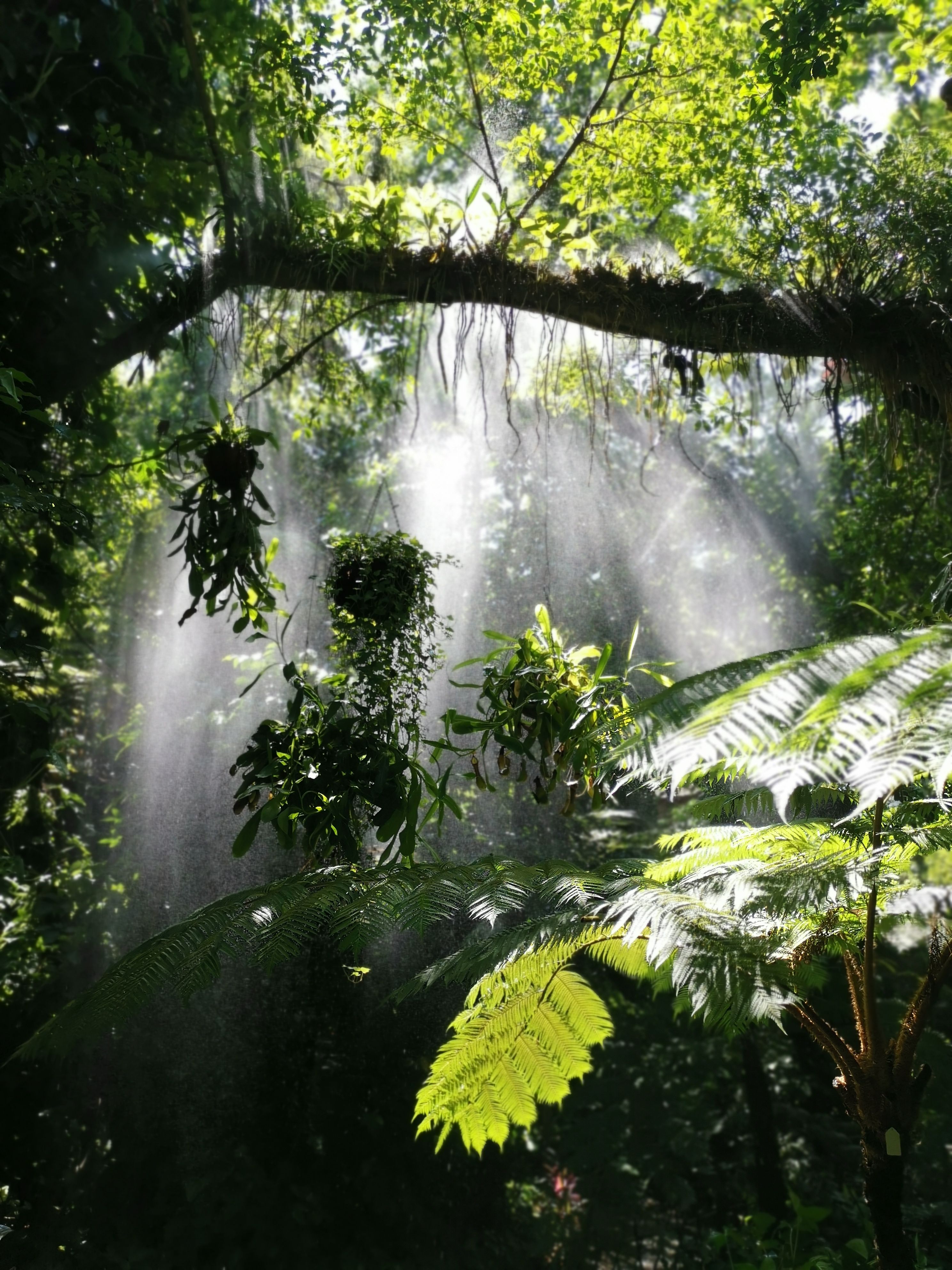 2023厦门园林植物园游玩攻略,植物园门票30,里面单程的观.