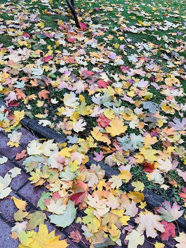 莫斯科国立大学