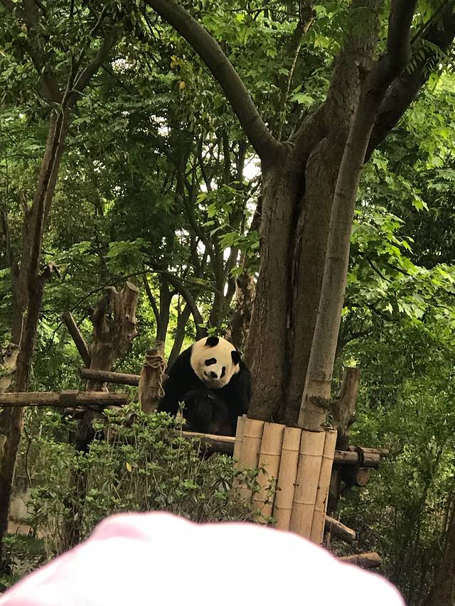 小熊猫2号活动场