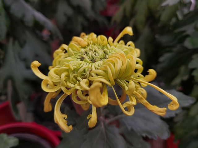 抓紧时间哦目前花田中的小菊花还有很待开放植物园中的各色小菊田还在