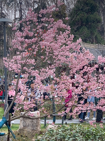 "_鸡鸣寺"的评论图片