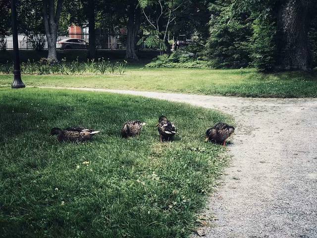 哈利法克斯公共公园