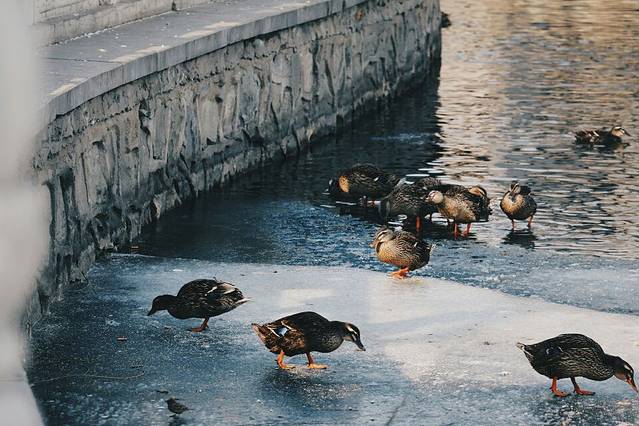 什刹海西海湿地公园