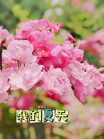 "_国家植物园(原北京植物园)"的评论图片